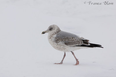 Zilvermeeuw - Larus argentatus