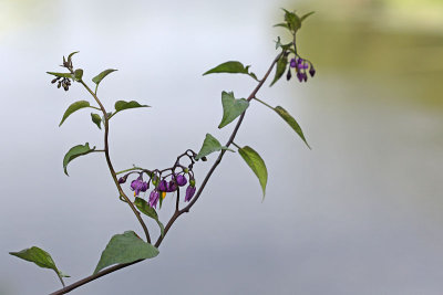 Solanum dulcamara - Bitterzoet
