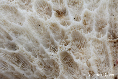 Detail dood koraal