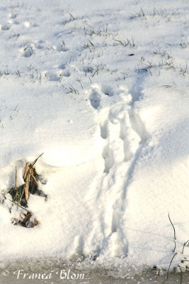 Hazensporen in de sneeuw