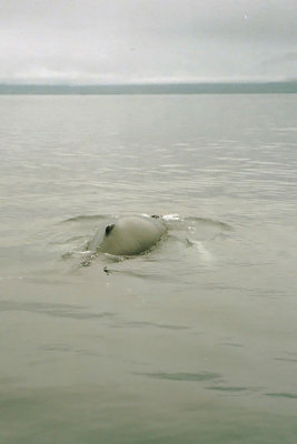 Bultrug bij walvissafari Husavik