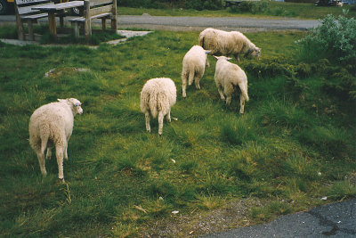Loslopende schapen