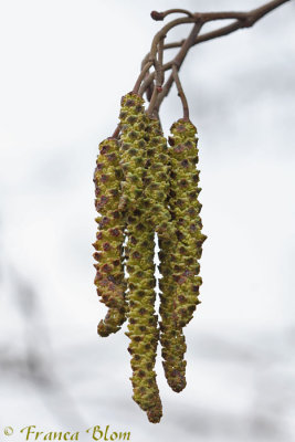 Alnus glutinosa - Zwarte els