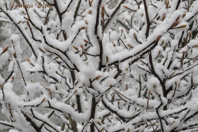 bladknoppen in de sneeuw