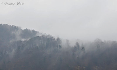 Mist die uit de bomen omhoog komt