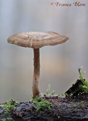 Polyporus brumalis - Winterhoutzwam