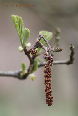 Alnus glutinosa - Zwarte els