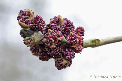 Fraxinus excelsior - Gewone es