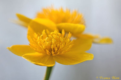 Caltha palustris - Dotterbloem