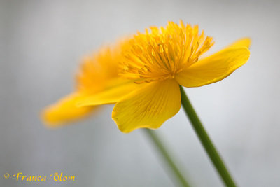 Caltha palustris - Dotterbloem