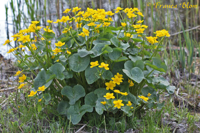 Caltha palustris - Dotterbloem