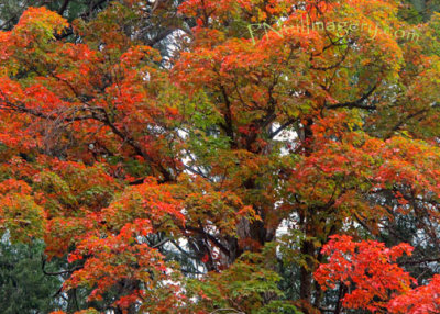 The tree_0804