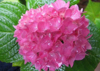 Big Sur Flower