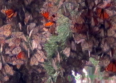 Many Monarchs