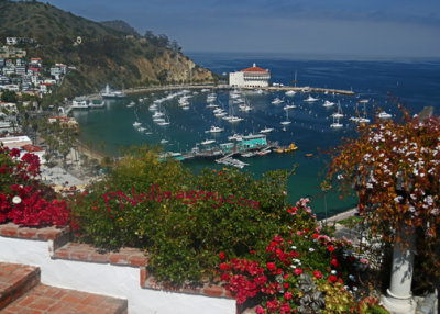 Avalon Harbor Flowers