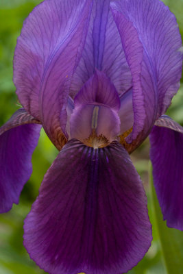 Bearded Iris.jpg