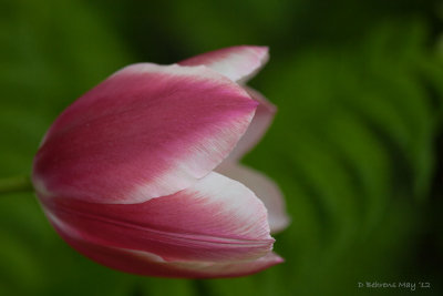 Tulip 'n' fern.jpg