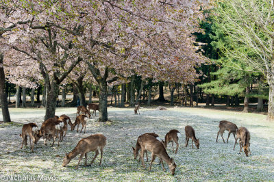 Japan (Kinki) - Deer Enjoying Fallen Sakura Blossom