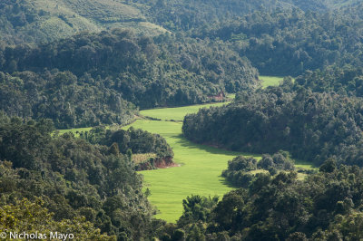 Burma (Shan State) - Verdant Rice Fields