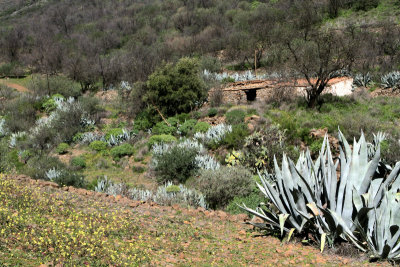 Barranco de Guayadeque 10.jpg