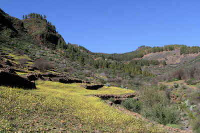 Barranco de Guayadeque 11.jpg