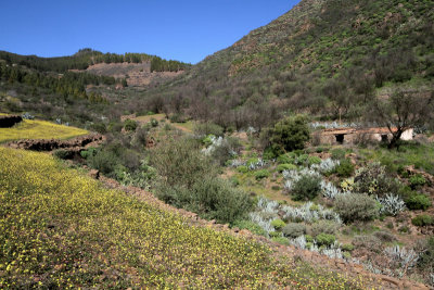 Barranco de Guayadeque 13.jpg