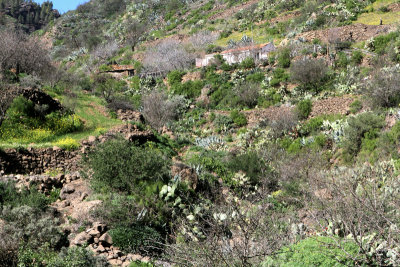 Barranco de Guayadeque 6.jpg