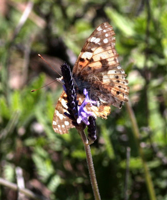 Inagua butterfly 400mm.jpg