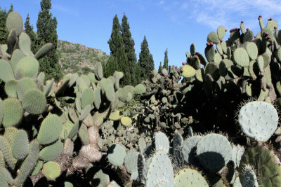 Jardin Canario 1 Tafira Alta.jpg