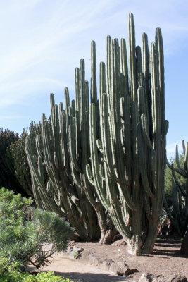 Jardin Canario 11.jpg