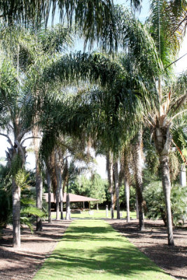 Jardin Canario 7.jpg