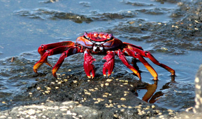 Playa del Risco crab 1.jpg