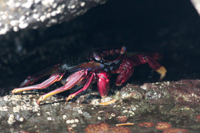 Playa del Risco crab 2.jpg