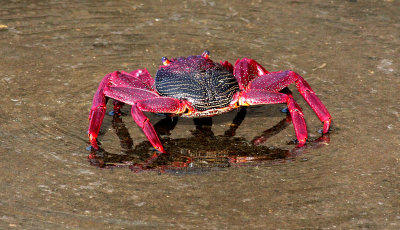 Playa del Risco crab 3 - Grapsus adscensionis.jpg