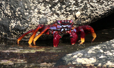 Playa del Risco crab 4 - Grapsus adscensionis.jpg