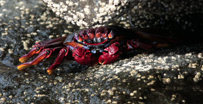 Playa del Risco crab 5 - Grapsus adscensionis.jpg