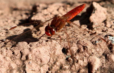 dragonfly, Jardin Canario.jpg