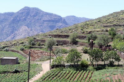 Acusa Verde.jpg