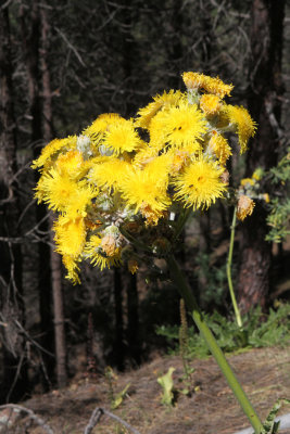 Big dandelion!.jpg