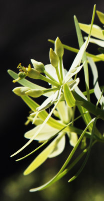 Flowers 2.jpg