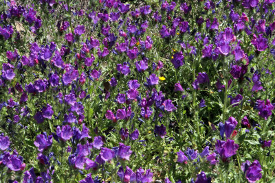 Flowers!!.jpg