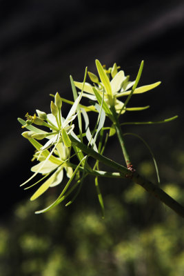 Flowers.jpg