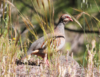 Partridge 3.jpg