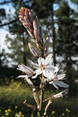 Pretty flower.jpg