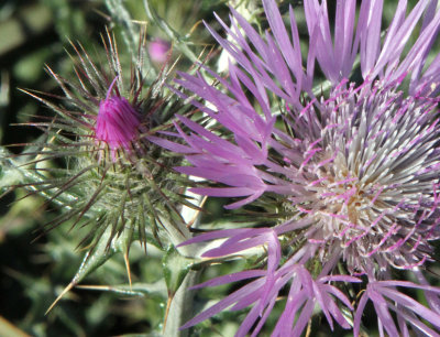 Thistle crop.jpg