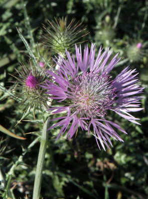 Thistle.jpg