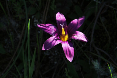 Violet 1.jpg