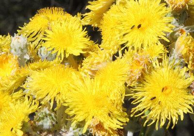 crop of big dandelion!.jpg