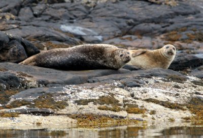 Summer Isles seals