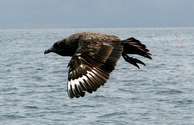 Great Skua or Bonxie 1